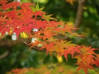 大阪の紅葉スポットを探しましょう。見ごろはいつかな。